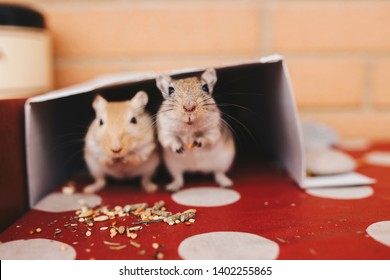 Cute animals  Two-gerbils-on-free-exit-260nw-1402255865