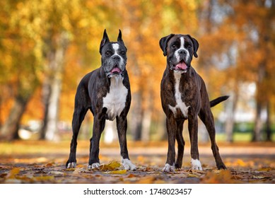 two german boxer dogs posing in the park
