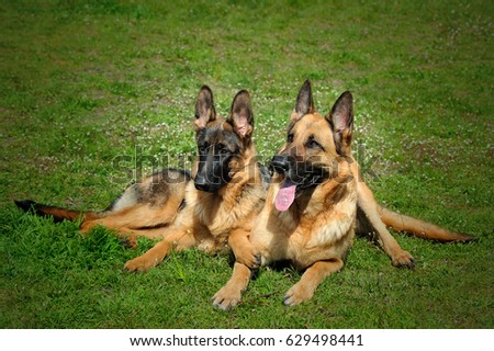 two German shepherd dog sitting isolated on grass