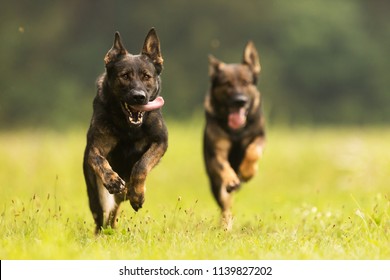 two German Shepherd Dogs