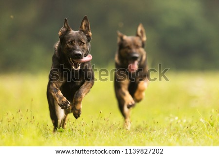 two German Shepherd Dogs