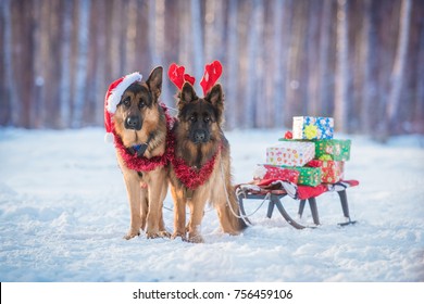 Two German Shepherd Dogs Dressed Like Christmas Reindeers, With Sleigh And Gifts