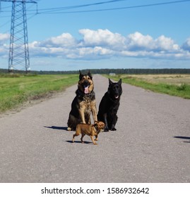 Two German shepherd dogs and one tor terrier are sitting on the pavement together with the team. The sun and grass shine - Powered by Shutterstock