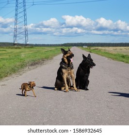 Two German shepherd dogs and one tor terrier are sitting on the pavement together with the team. The sun and grass shine - Powered by Shutterstock