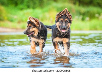 Two German Shepherd Puppies Running In Water