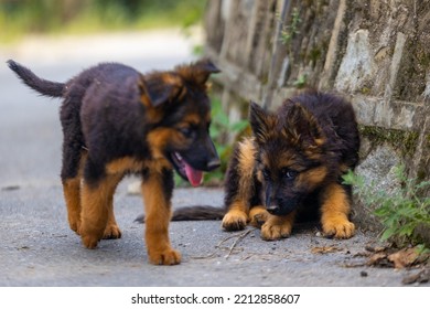 Two German Shepherd Puppies Running And Playing In The Forest