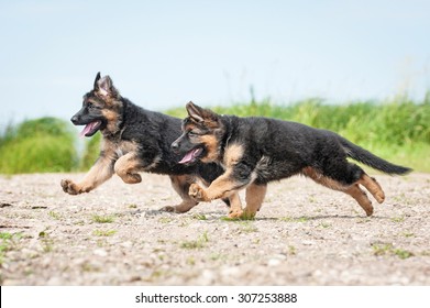 Two German Shepherd Puppies Running On The Beach