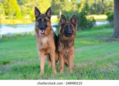 Two German Shepherds Laying Together Side Stock Photo 191054609 ...