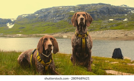 Two German Shorthaired Pointer dogs wearing yellow harnesses sitting and lying on green grass by a mountain lake in Haukelifjell, Norway, under a scenic cloudy sky.