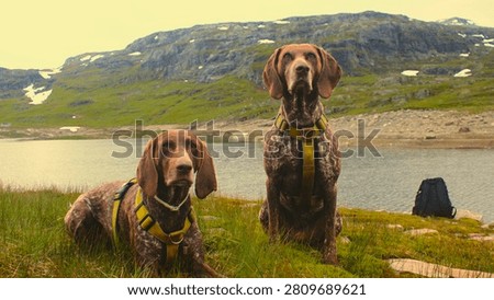 Two German Shorthaired Pointer dogs wearing yellow harnesses sitting and lying on green grass by a mountain lake in Haukelifjell, Norway, under a scenic cloudy sky.