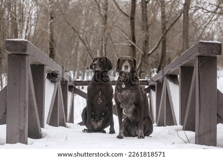 two German Shorthaired Pointer sit on the bridge