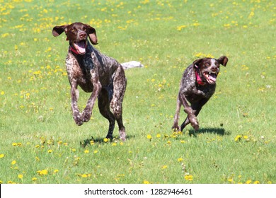 German Short Hair Pointer Stock Photos Images Photography