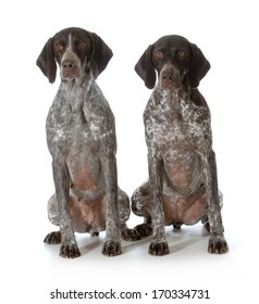 German Short Haired Pointer High Res Stock Images Shutterstock