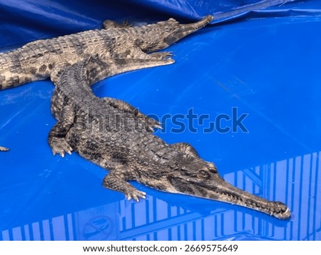 Two gharials are resting on a vibrant blue surface. The composition highlights their unique snout shape.