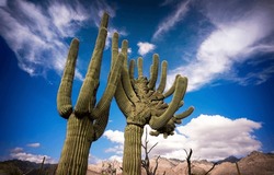 Two Giant Cacti In The Desert Against A Cloudy Sky. Cactus In Desert. Giant Cactus On Sky Background. Cactus On Sky Clouds