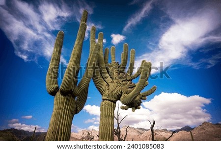 Two giant cacti in the desert against a cloudy sky. Cactus in desert. Giant cactus on sky background. Cactus on sky clouds