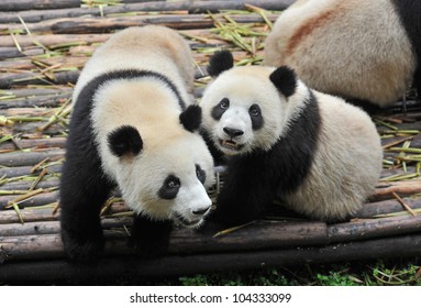 Two Giant Panda Bears Playing