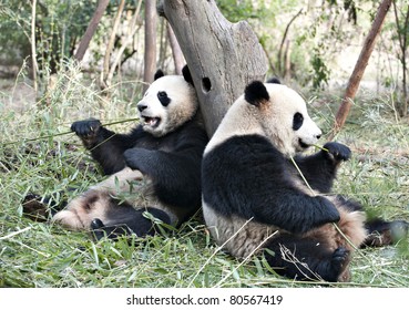 two Giant panda are eating bamboo leaves.