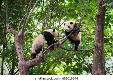 Two giant pandas playing in a tree