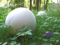 Two Giant Puffballs (Calvatia Gigantea, A Mushroom Species).  In This Immature Stadium They Are Edible. Have Long Been Used As Wound Dressing. A Damson Plum Gives Impression Of The Puffball's Size.