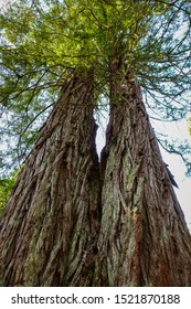 Two Giant Redwood Trees In A Subtropical Forest At Portmeirion, North Wales.