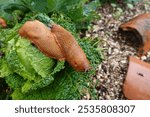 two giant slugs destroying cabbage crop in vegetable garden. crop pest.