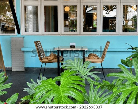 Two ginger cats sleeping peacefully on rattan chairs outside a colorful cafe in Bali.