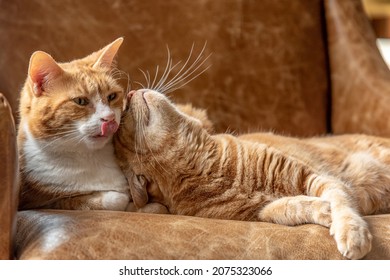Two ginger sister cats feline laying on a couch cuddling, playing, resting and relaxing. - Shutterstock ID 2075323066