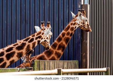 Two giraffe looking away from camera at something. Feeding time, waiting for food delivery.