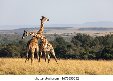 Two Giraffe Necking In The Maasai Mara, Kenya