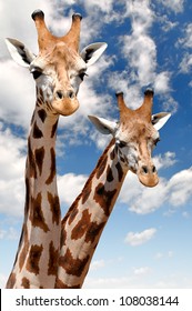 Two Giraffes