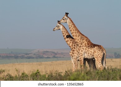 Two Giraffes