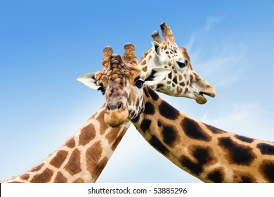 Two giraffes