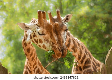 Two giraffes close-up eating green leaves, love, wild animal behaviour, animal with a long neck, zoology, animal world, animal protection. - Powered by Shutterstock