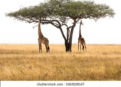 Two Giraffes are eating from a tall tree 