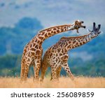 Two giraffes fighting each other in Kenya, in the Masai Mara National Park. This is the part of a dance of two giraffes.