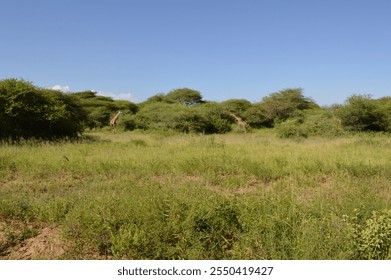 Two giraffes grazing amidst dense acacia trees in Manyara National Park, Tanzania. A serene landscape showcasing Africa's majestic wildlife - Powered by Shutterstock