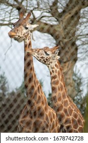 Two Giraffe's At Longleat Safari Park, UK.