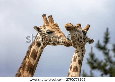 Two giraffes nuzzling affectionately in a close-up portrait, capturing gentle behavior and bond between wild animals.