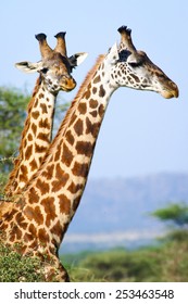 Two Giraffes Portrait