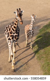 Two Giraffes In Prague Zoo