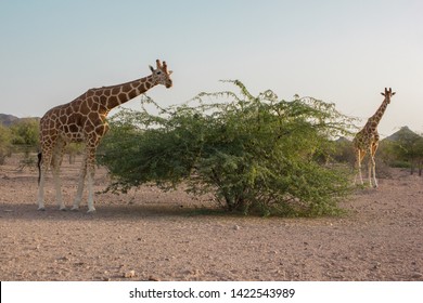 Two giraffes roam near a bush on Sir Bani Yas island reserve in the United Arab Emirates. - Shutterstock ID 1422543989