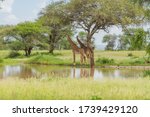 Two Giraffes in the Savannah of Tarangire National Park stay at a Lake under a Tree. In the background there are Busches and green Meadow