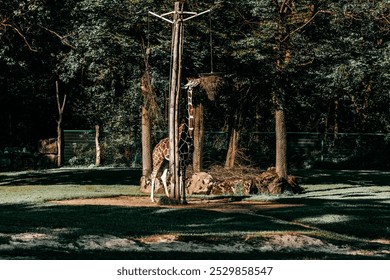 Two giraffes stand within their zoo enclosure.Wild animal of Africa.majestic giraffe stands against the backdrop of a lush green forest. - Powered by Shutterstock