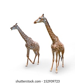 Zwei Giraffen auf weißem Hintergrund 