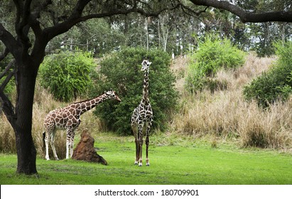 Two Giraffes Walking In Animal Kingdom Park