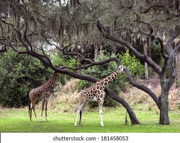 Two Giraffes Walking In Animal Kingdom Park