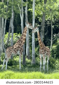 Two Giraffes in the Wild 