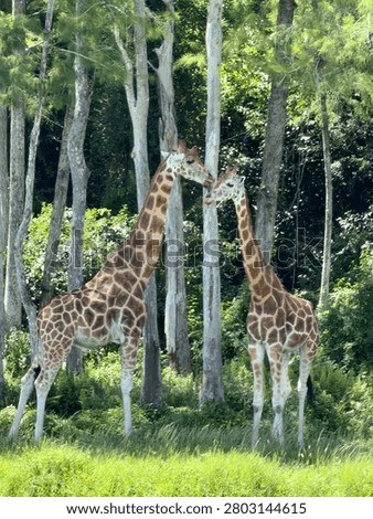 Two Giraffes in the Wild 