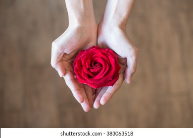 Two Girl's Hands Holding Red Rose